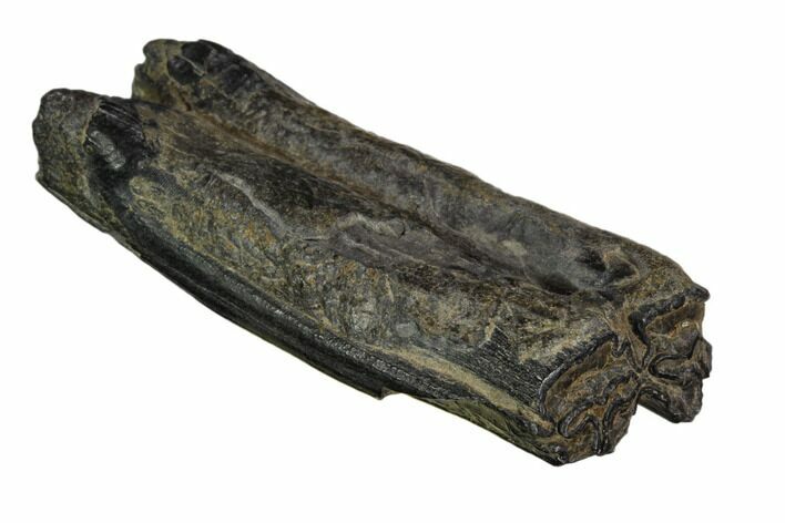 Pleistocene Aged Fossil Horse Tooth - Florida #123238